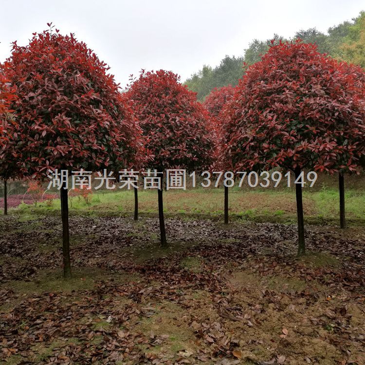 直销高杆红叶石楠树 6-15公分精品红叶石楠树 红叶石楠树价格