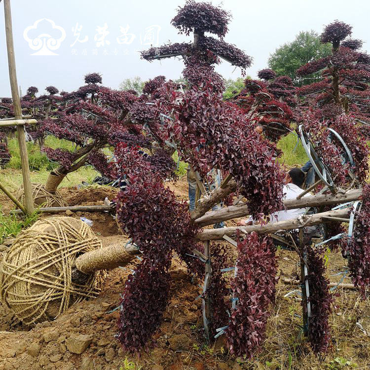红花继木桩哪里有买