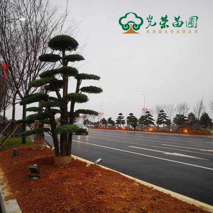 造型树在市政道路绿化中的应用.jpg